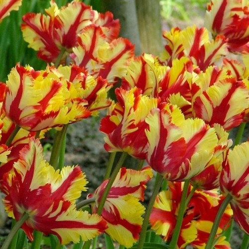 Tulipan Flaming Parrot