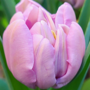 Tulipan pełny Lillac Perfection 5szt