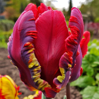 Tulipan Rococo