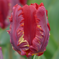 Tulipan Rococo