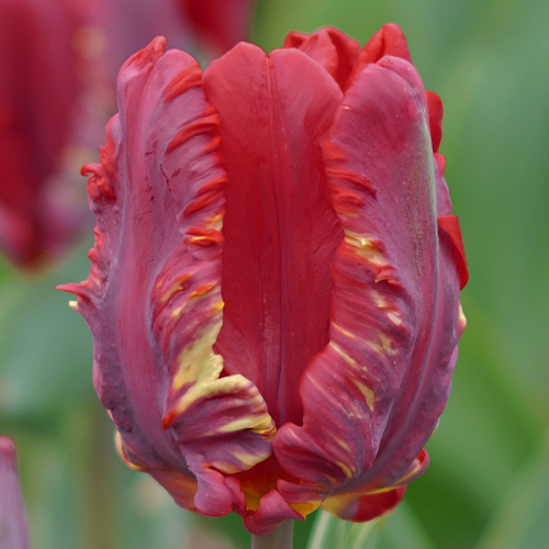 Tulipan Rococo