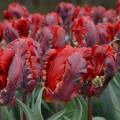 Tulipan Rococo