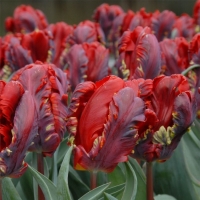 Tulipan Rococo
