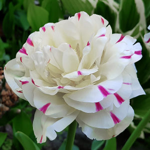 Tulipan pełny Danceline 5szt