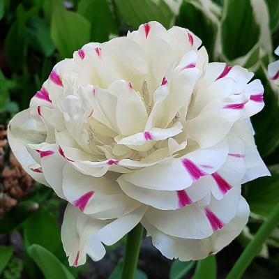 Tulipan pełny Danceline 5szt