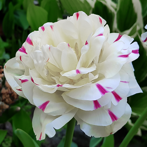 Tulipan Danceline
