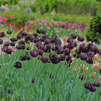 Tulipan Black Hero