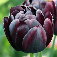 Tulipan Black Hero