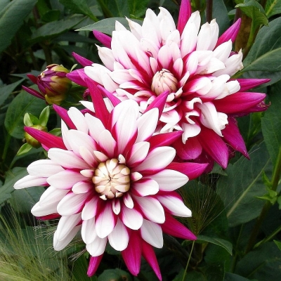 Dalia kaktusowa Rebecca's World 1szt