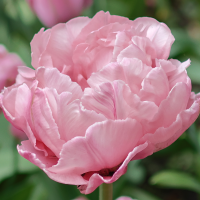 Tulipan Foxtrot