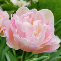 Tulipan Angelique