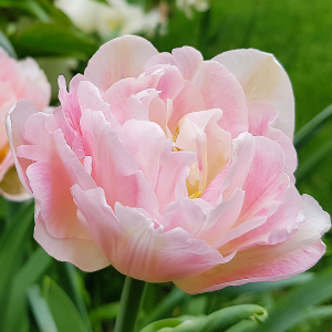 Tulipan pełny Angelique 5szt