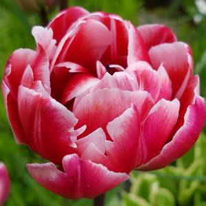 Tulipan pełny Wirosa 5szt