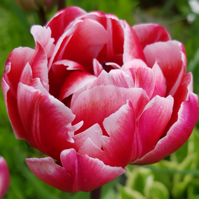 Tulipan pełny Wirosa 5szt