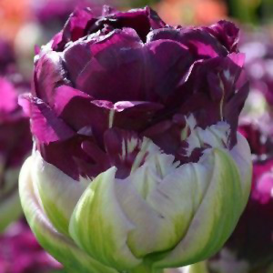 Tulipan pełny Blue Wow 5szt