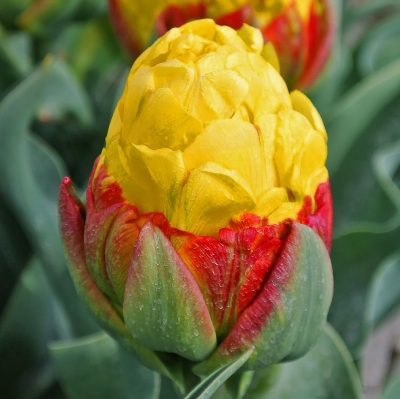 Tulipan pełny lodowy Ice Cream Banana 5szt