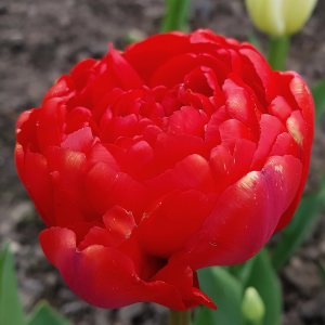 Tulipan pełny Pamplona 5szt