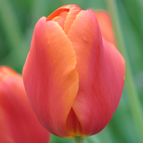 Tulipan Orange Pride