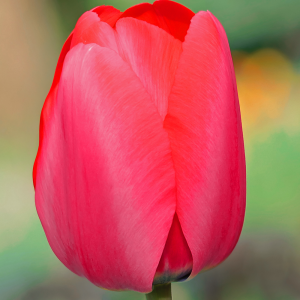 Tulipan Darwina Red Pride 5szt