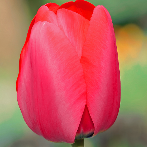 Tulipan Red Pride