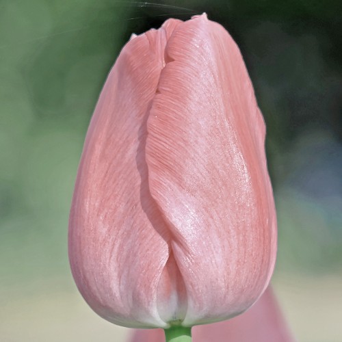 Tulipan Apricot Pride