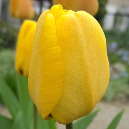 Tulipan Golden Apeldoorn.png