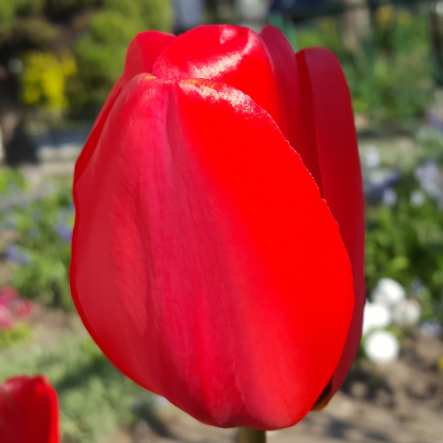Tulipan Apeldoorn