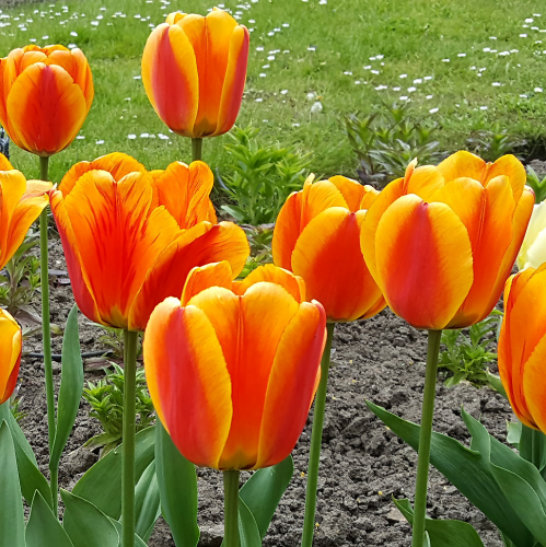 Tulipan Aprldoorns Elite
