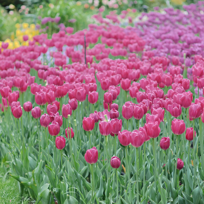 Tulipan Darwina King's of Heart 5szt