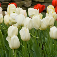 Tulipan Ivory Floradale