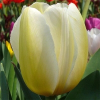 Tulipan Ivory Floradale