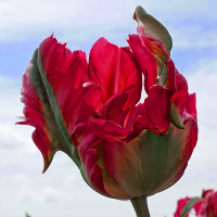 Tulipan Red Wave