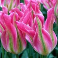 Tulipan Virichic