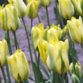 Tulipan Formosa