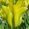 Tulipan Formosa