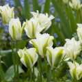 Tulipan Spring Green