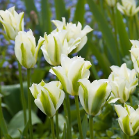 Tulipan Spring Green