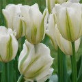 Tulipan Spring Green