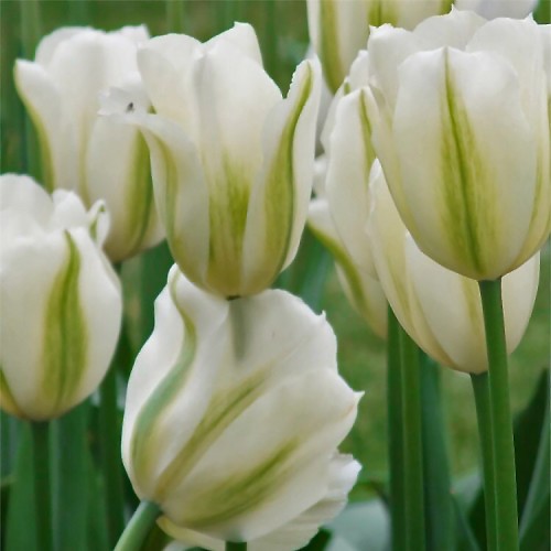 Tulipan Spring Green
