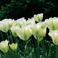 Tulipan Spring Green