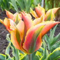 Tulipan Golden Artist