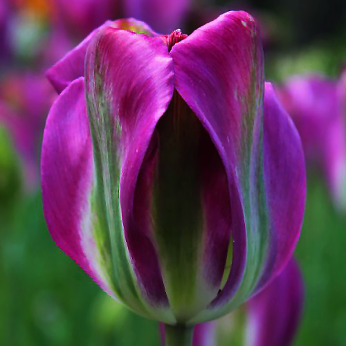 Tulipan Violet Bird