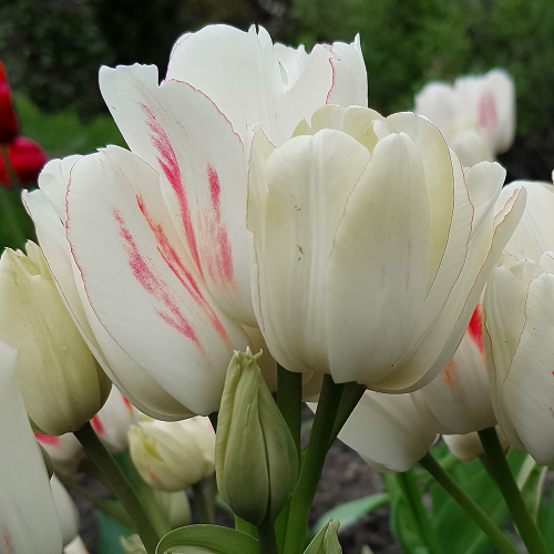 Tulipan Candy Club