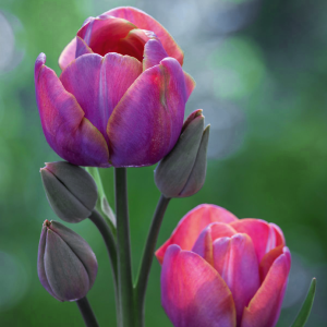 Tulipan bukietowy Blue Heaven 5szt
