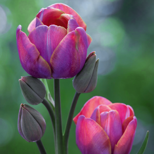 Tulipan Blue Heaven