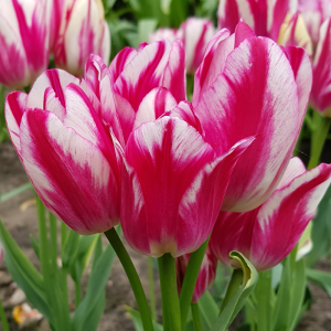 Tulipan bukietowy Flaming Club 5szt