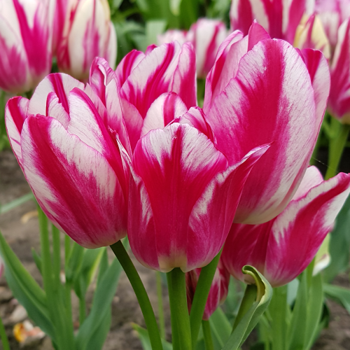 Tulipan Flaming Club
