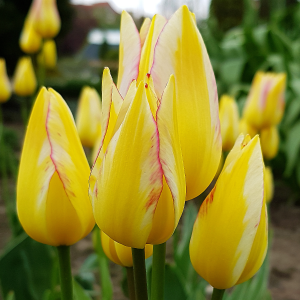 Tulipan bukietowy Aquilla 5szt