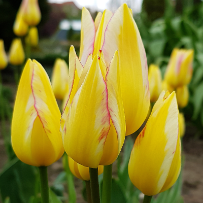 Tulipan bukietowy Aquilla 5szt