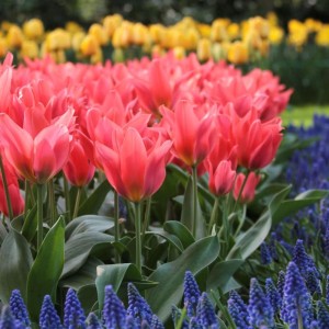 Tulipan wielokwiatowy Toronto 5szt